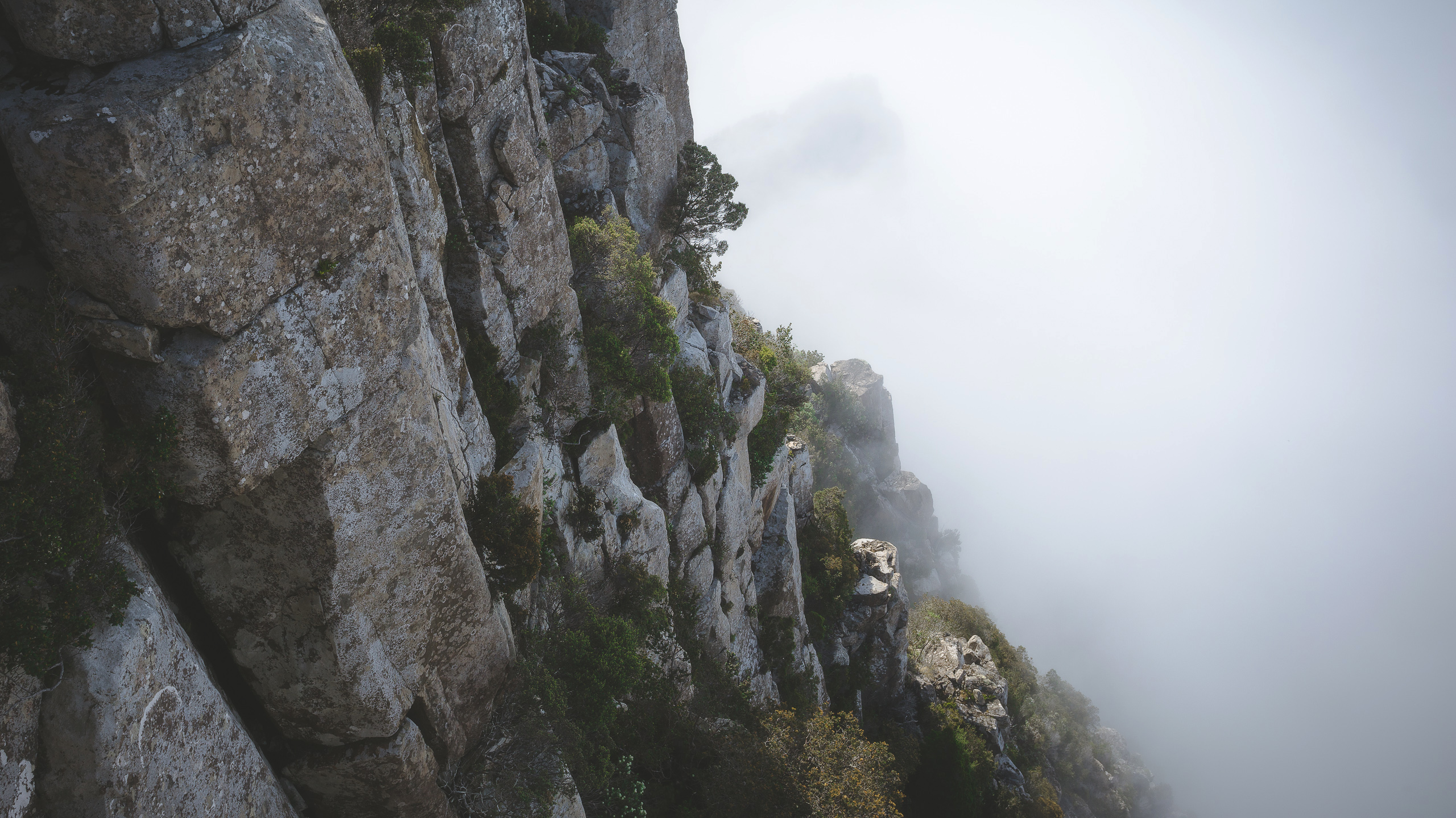 a_rocky_cliff_with_trees_and_fog.jpg