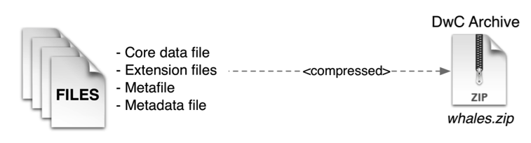  Text files are zipped into a single archive